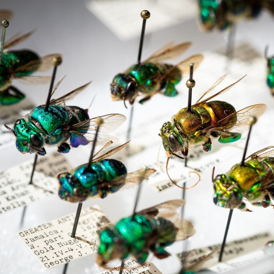 (사진 California Academy of Sciences 공식 인스타그램)/뉴스펭귄