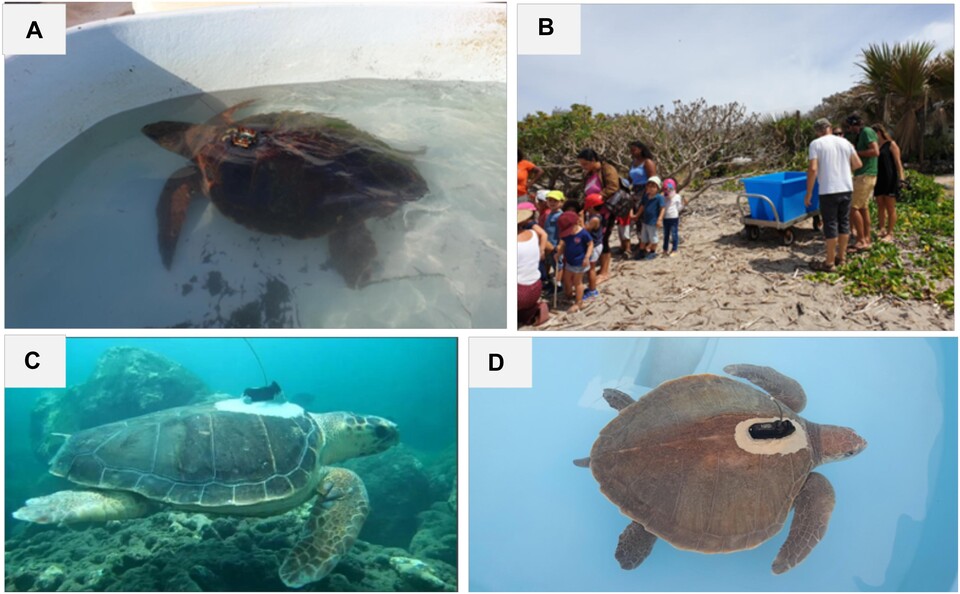 hawksbill-turtle-eretmochelys-imbricata