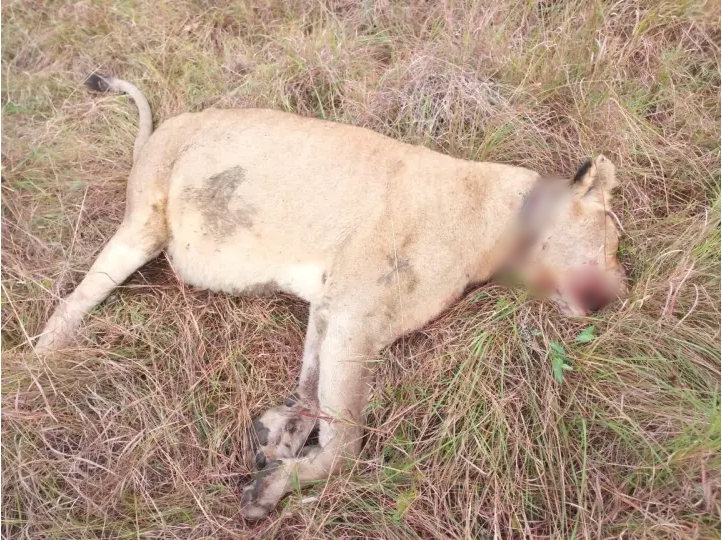 사살된 사자들 중 한 마리 (사진 Ezemvelo KZN Wildlife)/뉴스펭귄