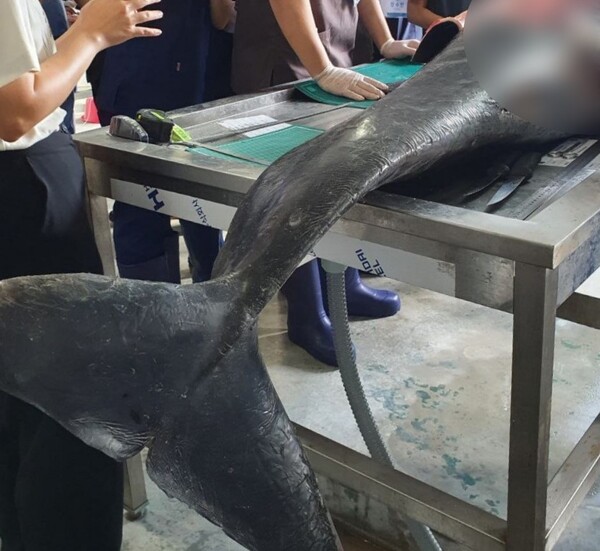 수의학과 학생과 연구원 등이 지난 19일 남방큰돌고래 사체를 부검하고 있다. (사진 최나영 기자) / 뉴스펭귄