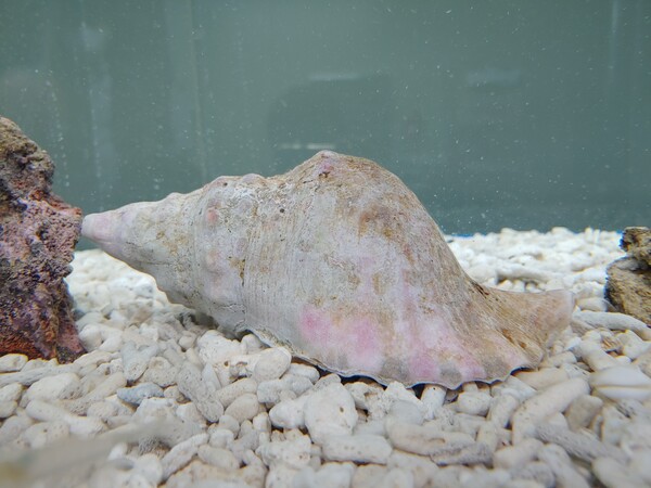 나팔고둥(사진 국립생태원)/뉴스펭귄