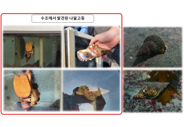 수조에서 발견된 나팔고둥(사진 해양수산부)/뉴스펭귄