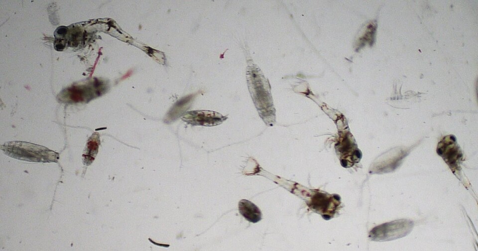 요각류와 새우 유생. 작은 생물들도 플랑크톤에 포함된다.(사진 GOES)/뉴스펭귄