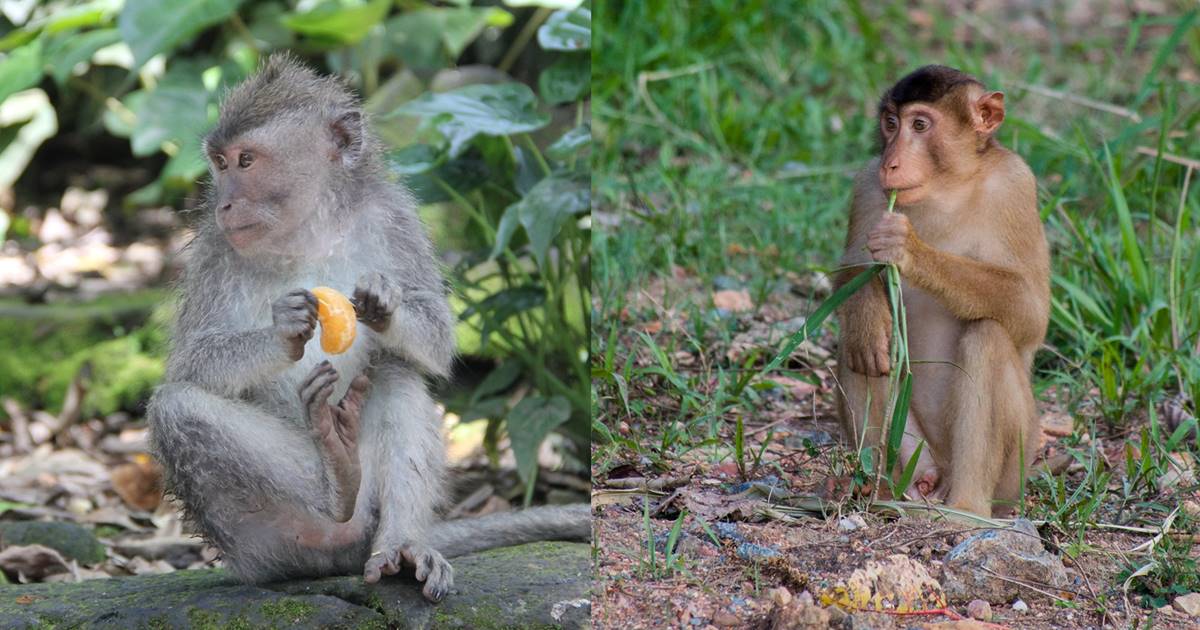 왼쪽은 게잡이원숭이, 오른쪽은 남부 돼지꼬리 원숭이(사진 flickr Kahunapule Michael Johnson, flickr Mike Prince)/뉴스펭귄