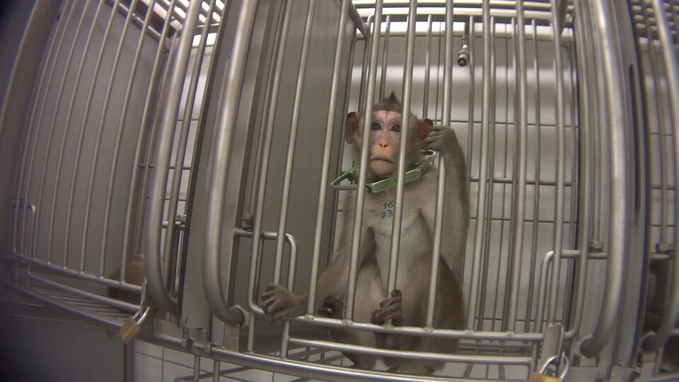 동물 실험을 위해 갇혀있는 게잡이 원숭이(사진 Action for Primates)/뉴스펭귄