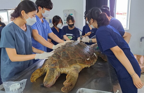 서울대와 제주대를 포함한 10여개 대학 학생과 연구원들이 지난 21일 붉은바다거북을 부검하기 위한 사전 작업을 하고 있다. (사진 서울대 수의학과 수생생물의학실) / 뉴스펭귄