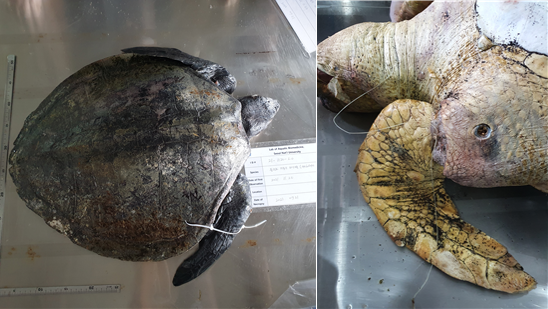 오른쪽은 부검 전 올리브각시바다거북 모습. 왼쪽은 붉은바다거북 앞다리에 낚싯줄이 묶여 있는 모습. 두 사진 모두 지난 21일 촬영. (사진 서울대 수의학과 수생생물의학실) / 뉴스펭귄