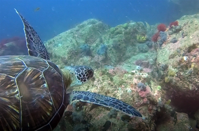 푸른바다거북(사진 국립공원공단)/뉴스펭귄