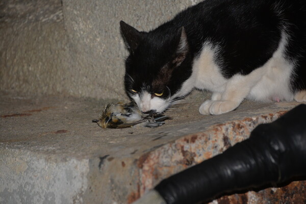 마라도에서 포착된 고양이의 철새 사냥. 최창용 교수는 고양이가 결국 새를 먹지는 않았다고 밝혔다 (사진 최창용 서울대학교 산림과학부 교수)/뉴스펭귄