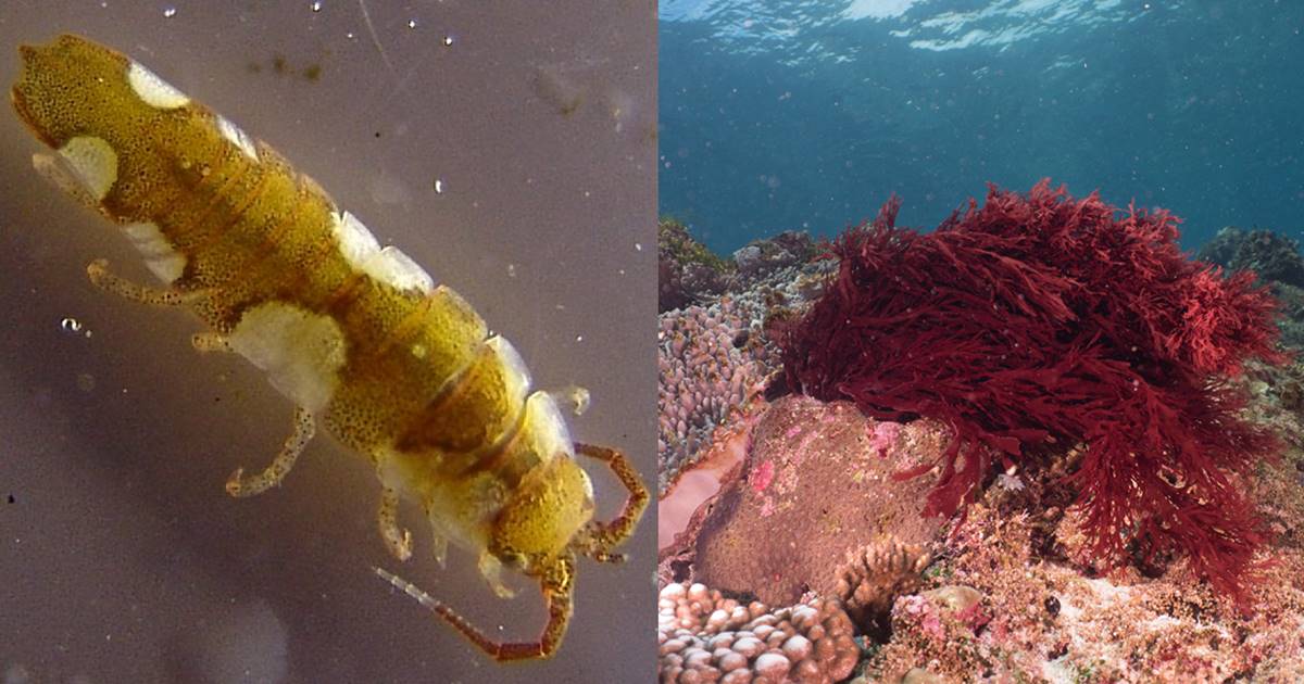 왼쪽은 연구에 사용된 갑각류 이도테아 발티카이며 오른쪽은 홍조류이다.(사진 위키피디아, flickr Rickard Zerpe)