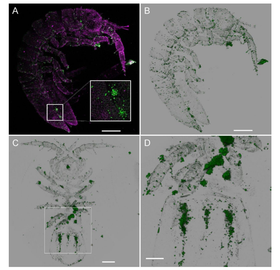 스캐닝 현미경으로 관찰한 이도테아 발티카로 녹색이 포자이다.(사진 Pollinators of the sea: A discovery of animal-mediated fertilization in seaweed)/뉴스펭귄