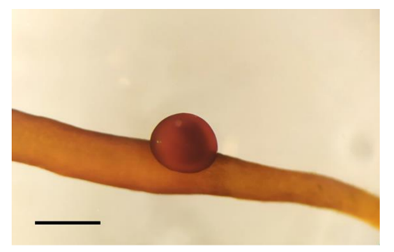 암 배우체 표면에 형성되는 낭과(사진 Pollinators of the sea: A discovery of animal-mediated fertilization in seaweed)/뉴스펭귄