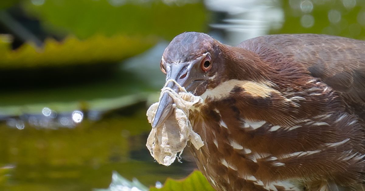 마스크에 부리가 묶인 검은 해오라기(사진 Tracking the impacts of COVID-19 pandemic-related debris on wildlife using digital platforms)/뉴스펭귄