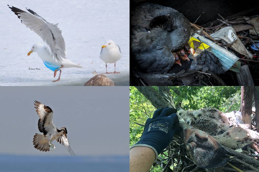 좌측은 마스크에 얽힌 재갈매기와 물수리, 우측은 마스크를 이용한 물닭과 붉은 솔개 둥지(사진 Tracking the impacts of COVID-19 pandemic-related debris on wildlife using digital platforms)/뉴스펭귄