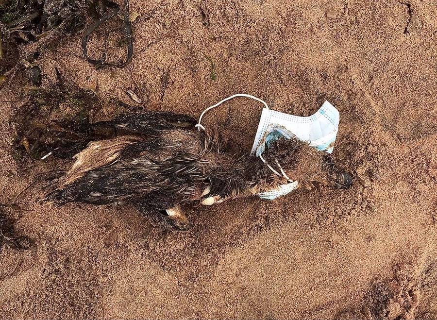 마스크에 얽힌 채 사망한 레이저빌(사진 Tracking the impacts of COVID-19 pandemic-related debris on wildlife using digital platforms)/뉴스펭귄