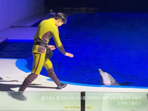 돌고래쇼를 거부하는 '비봉이'(사진 핫핑크돌핀스)/뉴스펭귄