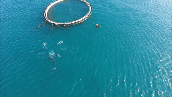 지난 2015년 해양방류된 '태산이'와 '복순이'가 해상 가두리 훈련 중 야생 돌고래 무리와 접촉·교감하는 모습(사진 해양수산부)/뉴스펭귄