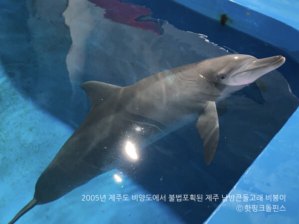 남방큰돌고래 '비봉이' (사진 핫핑크돌핀스)/뉴스펭귄