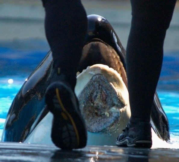 2012년 다른 범고래에게 쫓기다 턱을 다친 나카이(사진 PeTA)/뉴스펭귄
