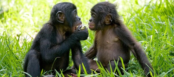 보노보 (사진 Friends of Bonobos 홈페이지)/뉴스펭귄