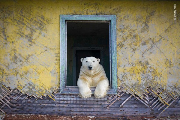 북극곰 액자 (사진 Dmitry Kokh, 러시아)