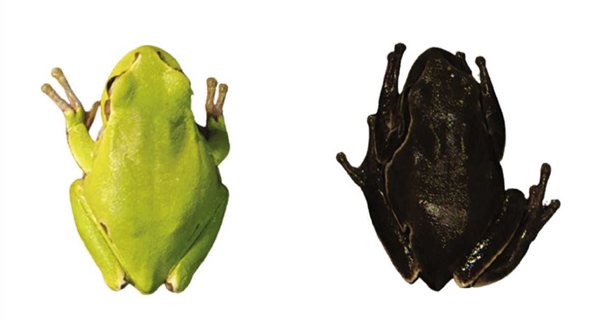 왼쪽부터 일반적으로 관찰되는 청개구리(Hyla orientalis)와 방사능 피폭을 적게 받도록 검은색 피부를 띠게 된 청개국리(사진 Ionizing radiation and melanism in Chornobyl tree frogs 사진 가공)/뉴스펭귄