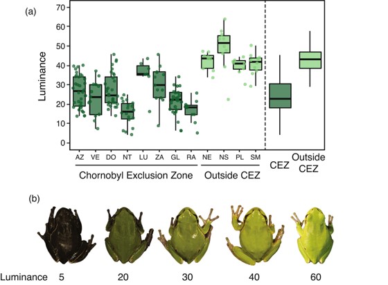 (a)는 개구리들의 발견 지역을 기준으로 개구리들의 명도를 분석한 그래프다. 체르노빌 제한 구역에는 어두운 색의 개구리가 많이 발견됐고, 외곽지역에는 밝은 색의 개구리가 많이 발견됐다. (b)는 개구리들의 명도 예시로 아래를 기준으로 분류됐다. (사진 Ionizing radiation and melanism in Chornobyl tree frogs)/뉴스펭귄