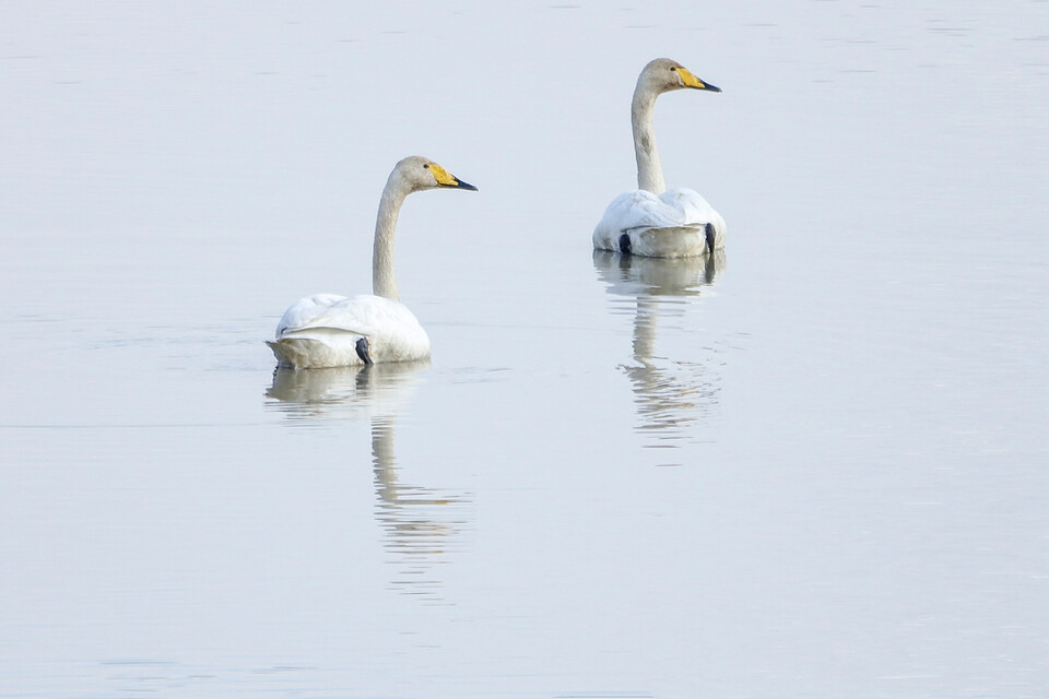 주남저수지를 찾은 겨울철새 큰고니 ​(사진 클립아트코리아)/뉴스펭귄