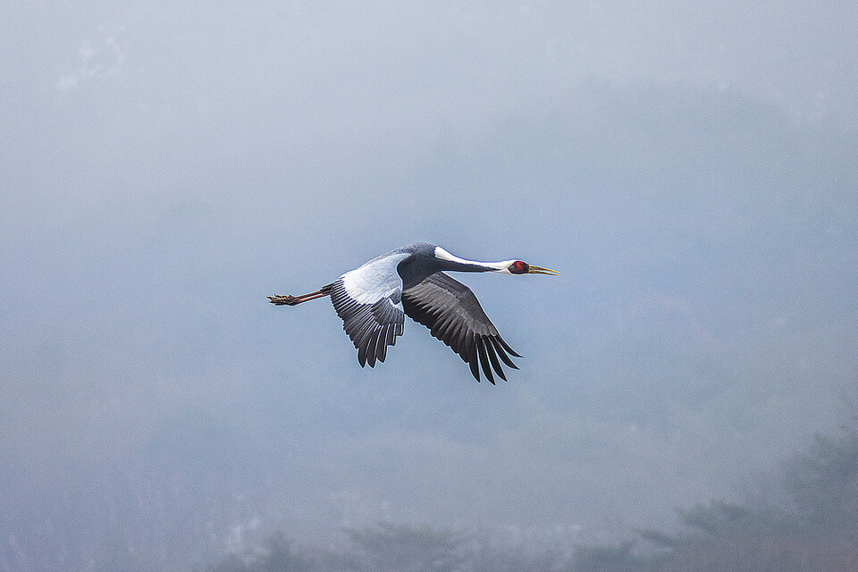 철원 두루미 (사진 클립아트코리아)/뉴스펭귄)