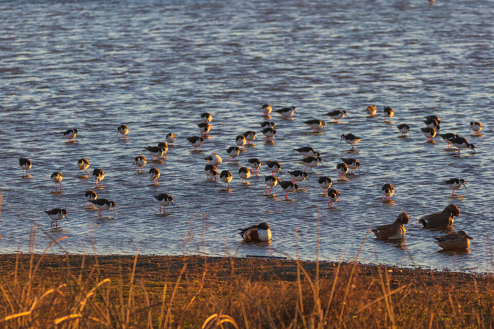물떼새류. 촬영 장소는 미상 (사진 클립아트코리아)/뉴스펭귄
