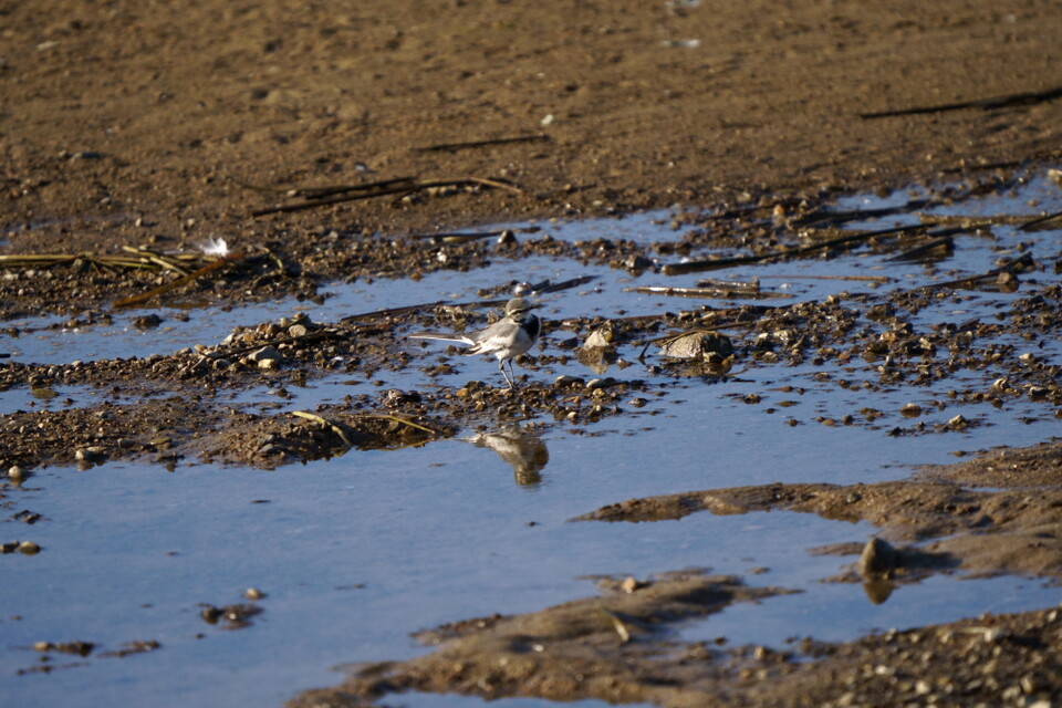 2022년, 남대천을 찾은 겨울철새 백할미새 (사진 임병선 기자)/뉴스펭귄