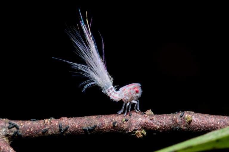꽃매미하목에 속하는 아마존 곤충 (사진 Project Mantis)/뉴스펭귄