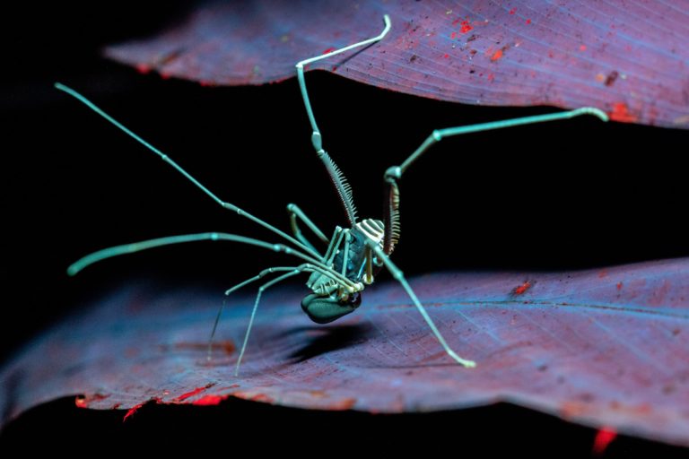 통거미과 곤충 (사진 Project Mantis)/뉴스펭귄