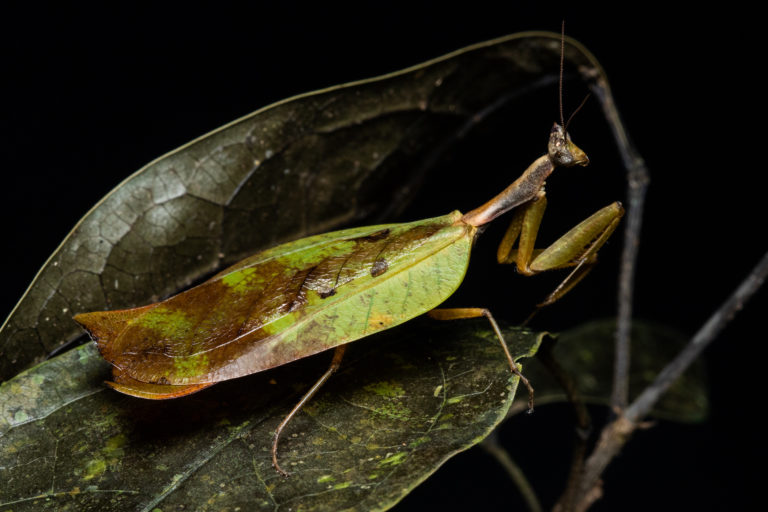 낙엽사마귀 (사진 Project Mantis)/뉴스펭귄