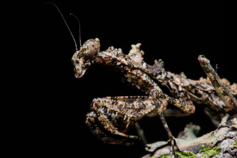 아마존에 서식하는 검은사마귀 (사진 Project Mantis)/뉴스펭귄