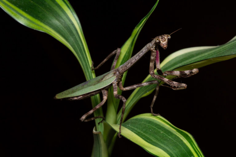 Pseudovates 속 사마귀 (사진 Project Mantis)/뉴스펭귄