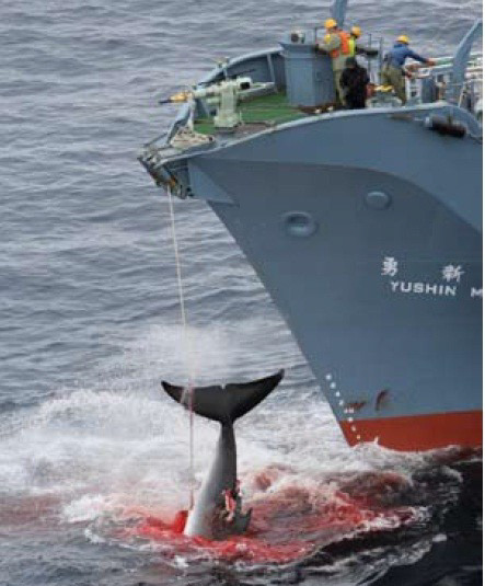일본의 과학포경선이 남극해에서 밍크고래를 잡고 있는 모습 (사진 세계동물보호협회(WSPA) 제공)/뉴스펭귄