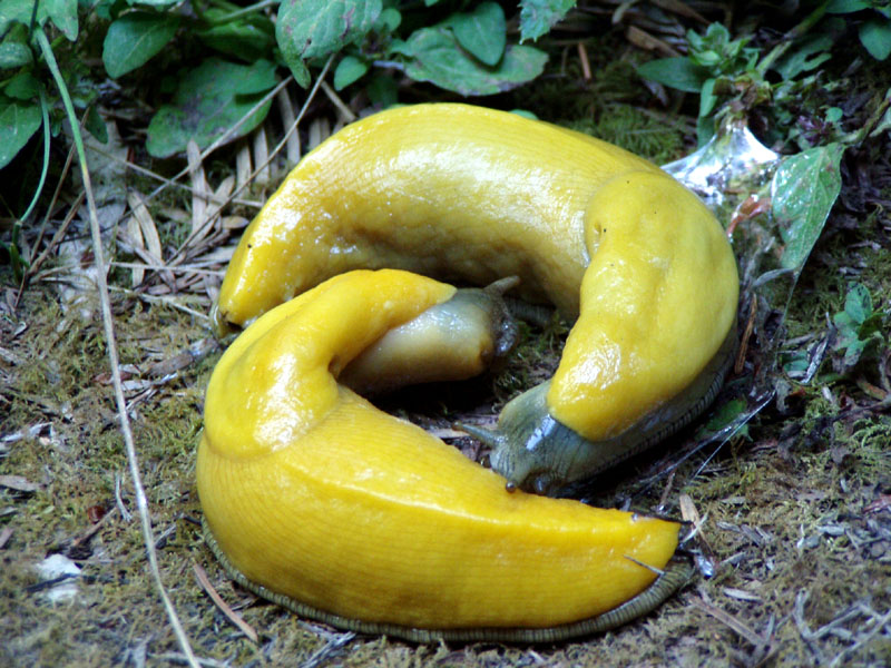 두 바나나슬러그가 짝짓기를 하고 있다 (사진 Wikipedia)/뉴스펭귄