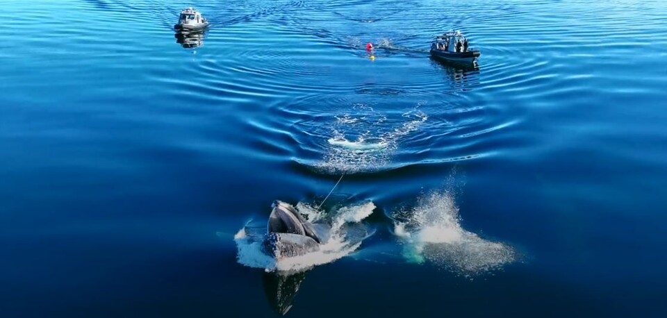 부표줄에 얽힌 혹등고래 (사진 Fisheries and Oceans Canada 영상 캡처)/뉴스펭귄