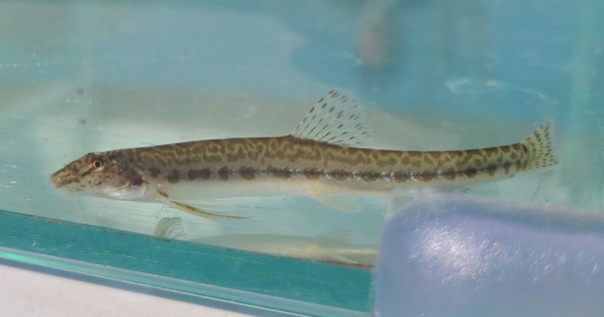 미호강에서 발견된 미호종개(사진 남예진 기자)/뉴스펭귄