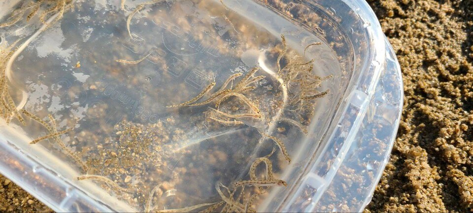 양일간 방사된 미호종개 치어(사진 남예진 기자)/뉴스펭귄