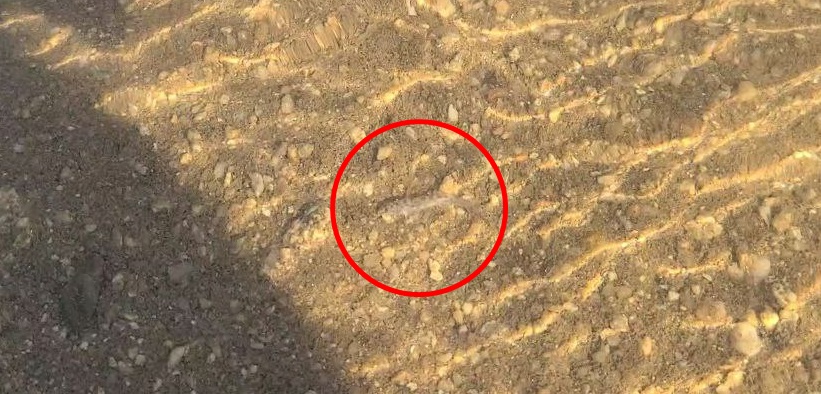 땅을 파고드는 미호종개(사진 남예진 기자)/뉴스펭귄