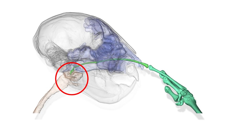 아이아이의 두개골과 손가락을 CT촬영한 후 3D모델을 이용해 손가락이 닿는 위치를 확인했다.(사진 영국 Natural History Museum)/뉴스펭귄