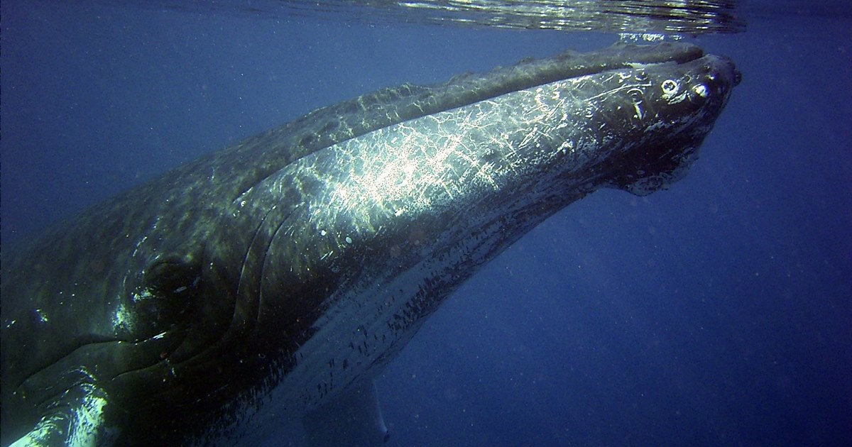 긴수염고래과에 속하는 혹등고래(사진 pixabay)/뉴스펭귄
