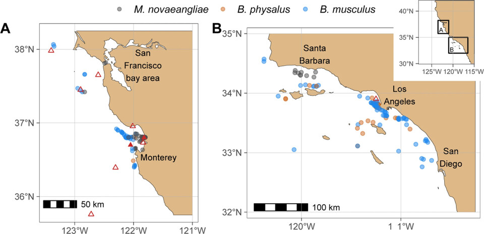 미세 플라스틱 농도가 측정된 지역은 붉은색이며, 고래들이 분포하는 지역은 푸른색으로 표기됐다.(사진 Field measurements reveal exposure risk to microplastic ingestion by filter-feeding megafauna)/뉴스펭귄