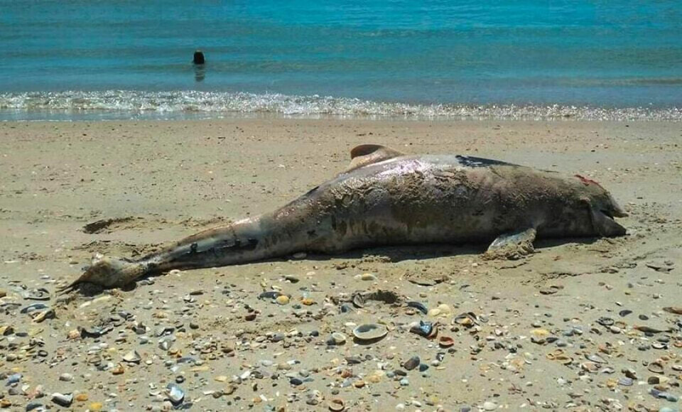 지난 7월 우크라이나 오데사주 국립자연공원에 떠밀려온 돌고래 사체 (사진 Ivan Rusev 페이스북)/뉴스펭귄