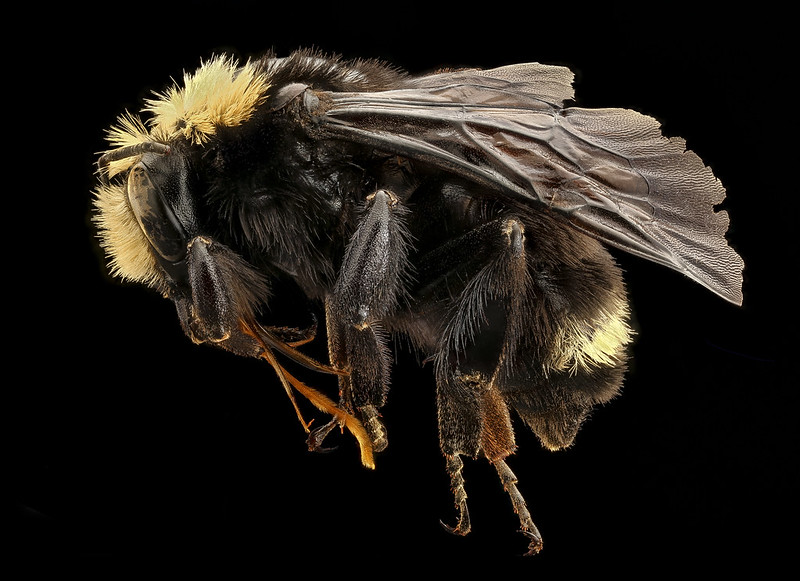 Western bumble bee (사진 USGS Bee Inventory and Monitoring Lab-flickr)/뉴스펭귄