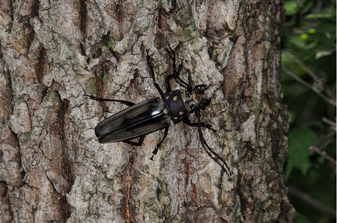 발견된 장수하늘소 수컷 (사진 국립수목원)/뉴스펭귄