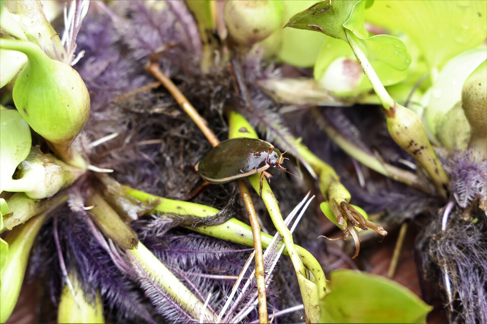 물방개(사진 국립생태원)/뉴스펭귄