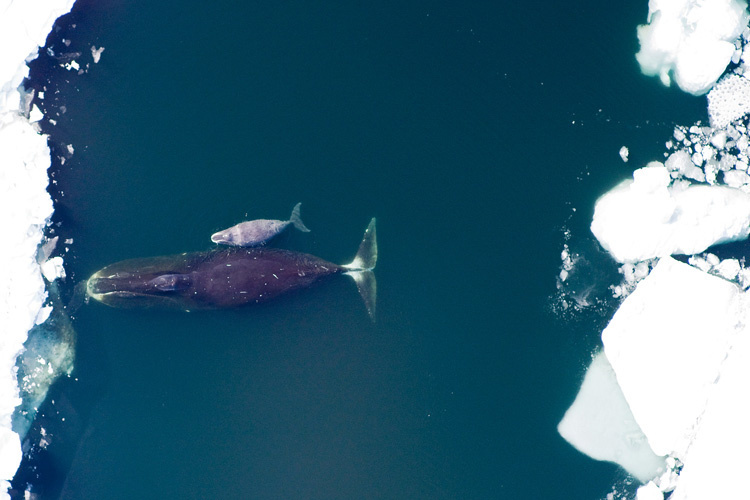 북극고래 (사진 NOAA Fisheries)/뉴스펭귄